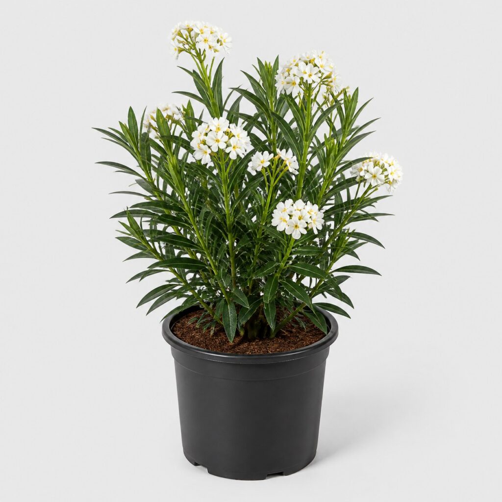 Laurier à fleurs blanches en gros pot de culture sur fond gris clair, sujet développé