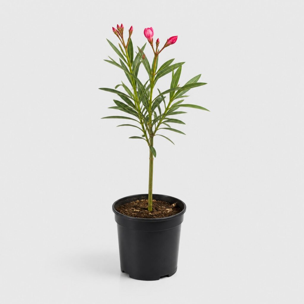 Jeune plant de laurier rose en godet noir sur fond gris clair, tige fine et feuillage clairsemé