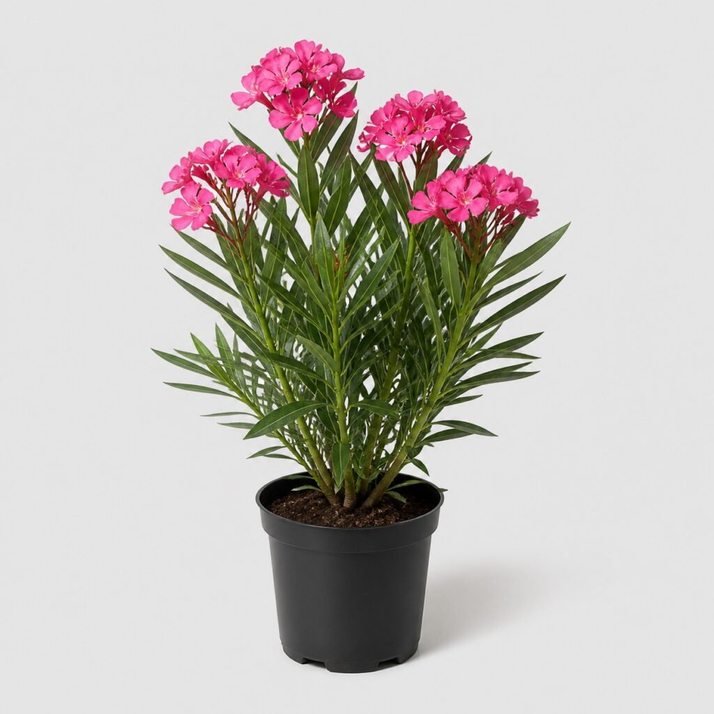 Laurier rose en pot de culture présenté seul sur fond gris clair, cadrage produit