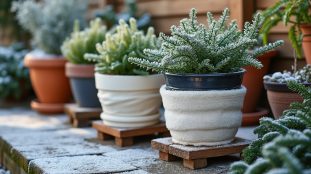 protégez vos pots du gel en hiver : découvrez comment utiliser un voile d’hivernage et surélever vos contenants pour préserver vos plantes.